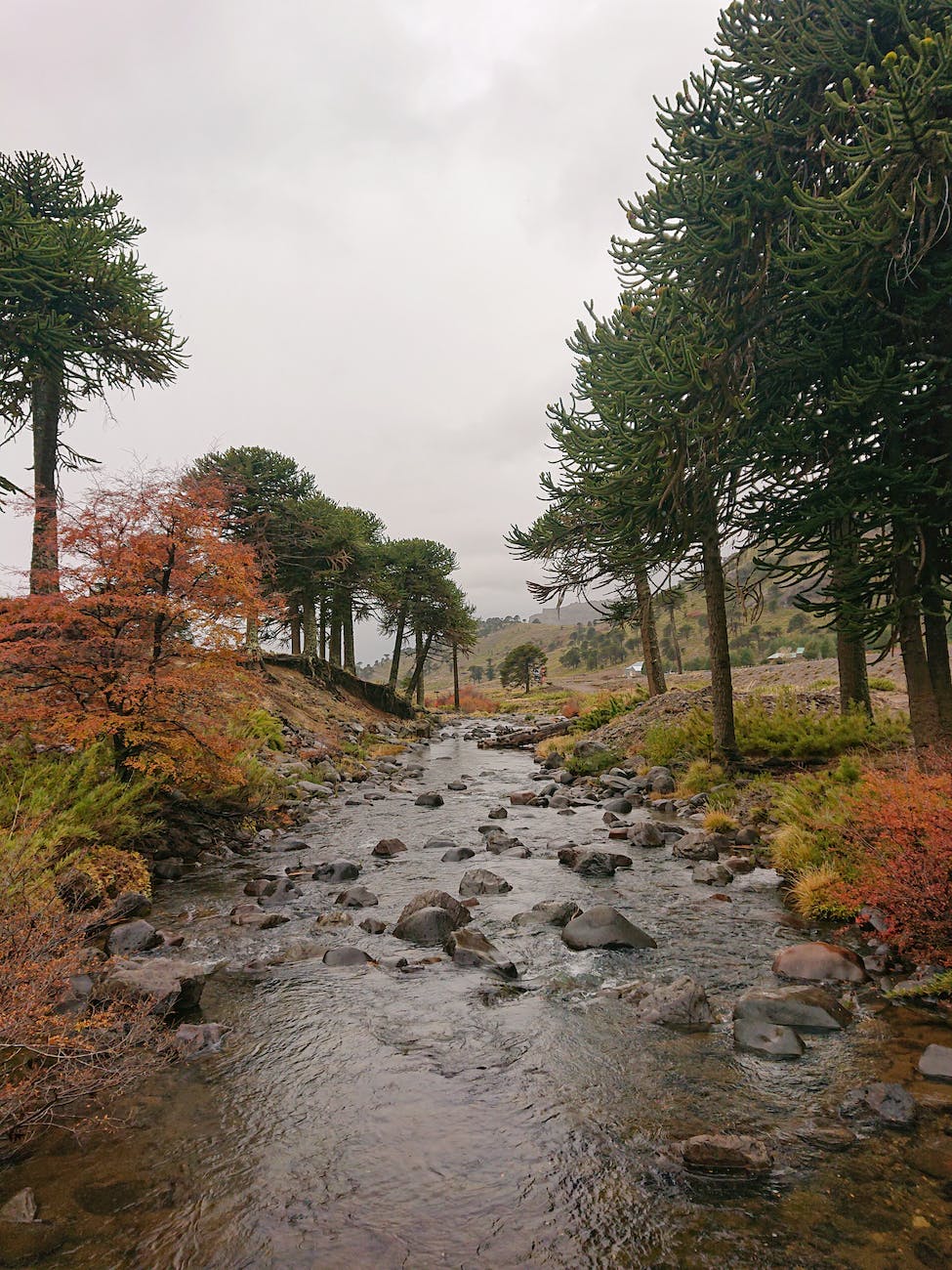 wood landscape water mountain